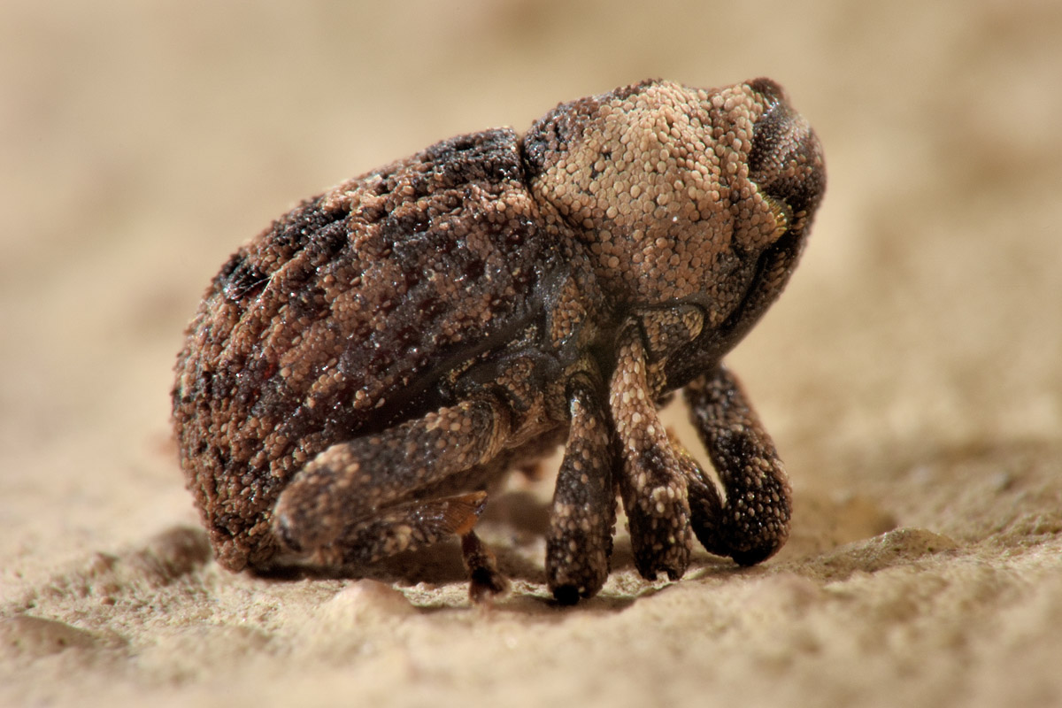 Curculionidae: Kyklioacalles sp.?  S, Kyklioacalles navieresi...da confermare